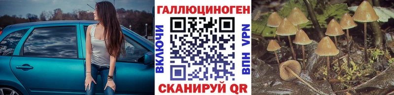 купить   Курчалой  Галлюциногенные грибы GOLDEN TEACHER 